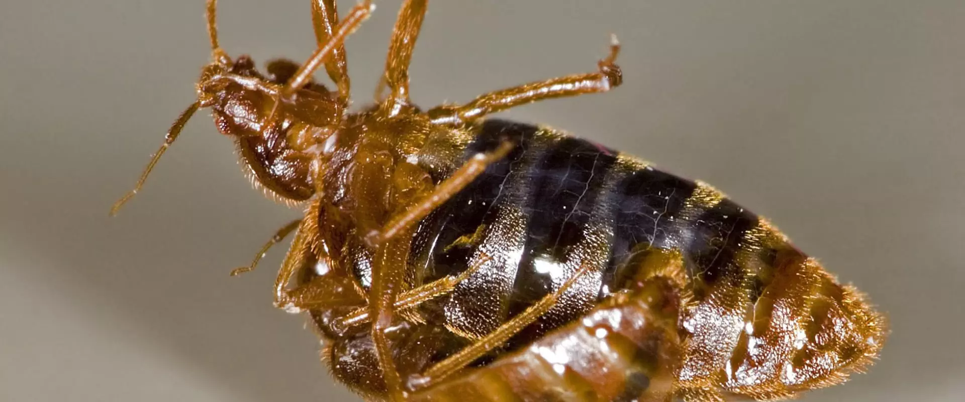 Does uk home insurance cover bed bugs?