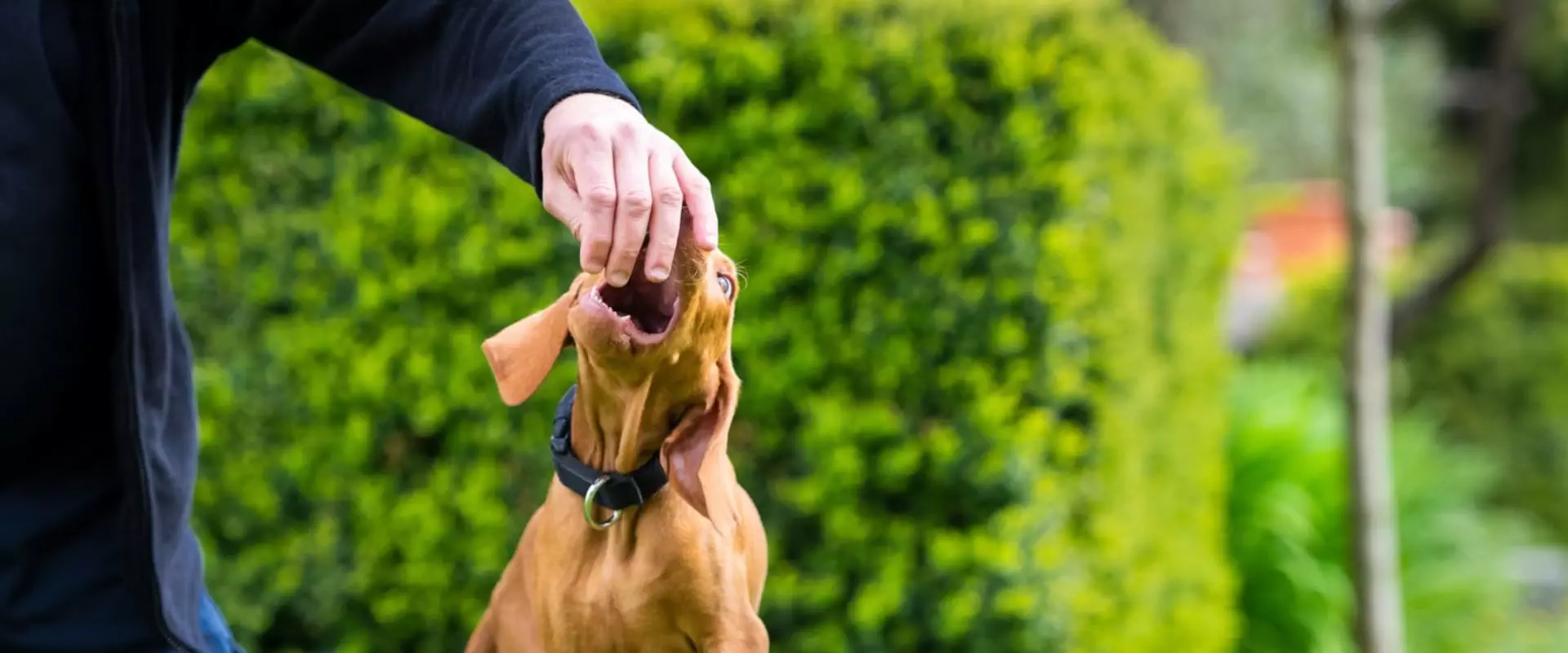 How much do insurance companies pay for dog bites?