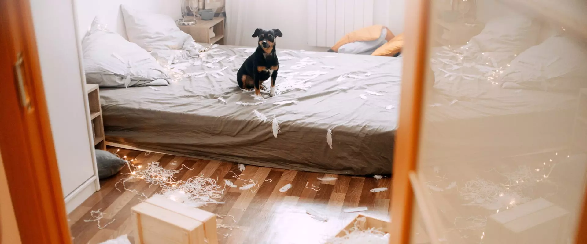 What renter’s insurance covers damage caused by pets?
