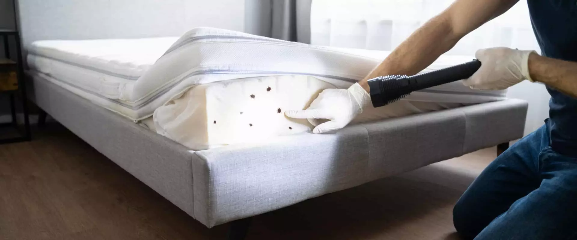 Which insurance company covers bed bugs? Froscen